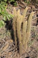 Cleistocactus baumannii RFPA 213.02.jpg